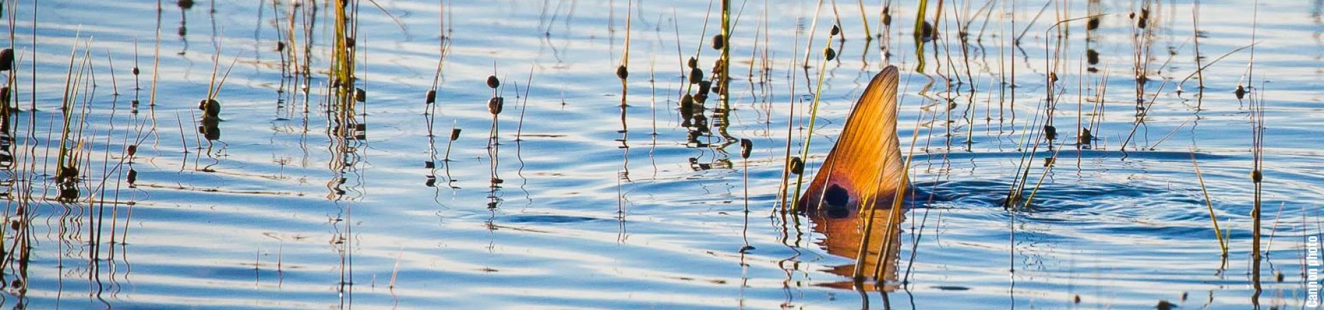 Tailing redfish Tailing redfish