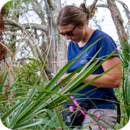 CRD’s Marsh and Shore Permitting Unit regulates activities in Georgia’s tidal wetlands, sand dunes, and beaches to ensure responsible development and environmental protection. The unit reviews permit applications, conducts site assessments, and enforces compliance with state coastal laws. A female field researcher wearing a navy blue shirt, sunglasses, and a black waist pouch is working in a dense coastal environment. She is surrounded by green palmetto plants and other vegetation, with twisted tree branches in the background. She is holding a clipboard and writing notes while marking plants with bright pink flagging tape. The natural setting appears lush and slightly overgrown.